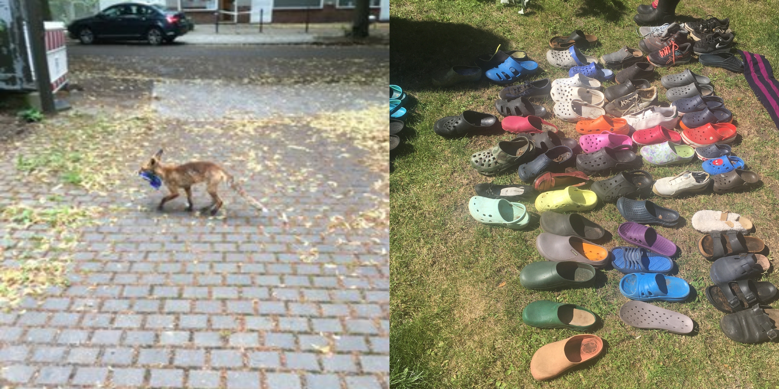 O curioso caso da raposa que roubou mais de 100 sapatos em Berlim