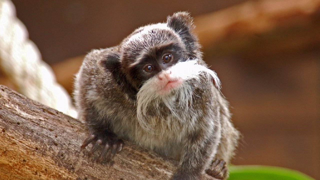 Dupla de macacos que desapareceu de zoológico é encontrada em casa abandonada