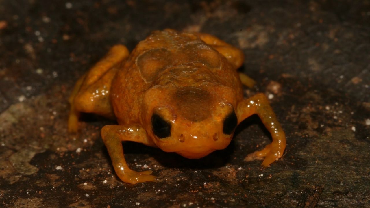Bióloga identifica espécie de sapo que brilha sob luz ultravioleta em SP