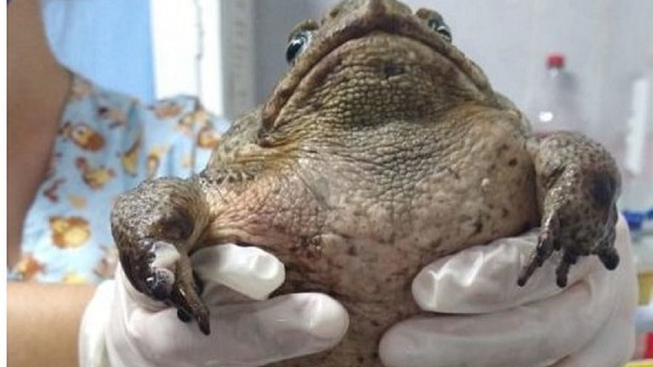 Em Jaboatão dos Guararapes, sapo encontrado em cemitério com  boca colada