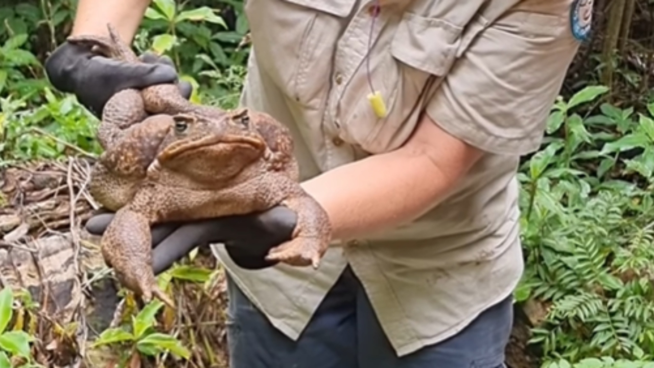 Sapo gigante de 2,7 kg é encontrado na Austrália