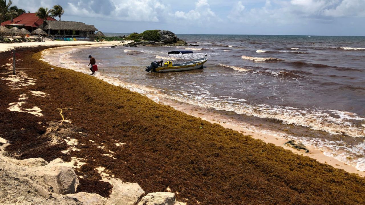 8 mil quilômetros de largura: Aglomerado de algas marinhas está viajando para os EUA
