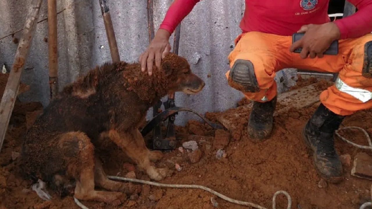 Cachorro cai em buraco e é resgatado após 3h30 de operação dos bombeiros