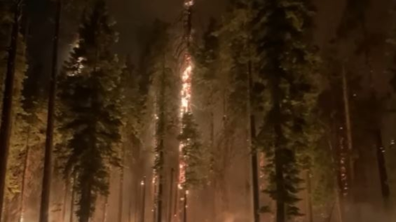 Incêndio florestal ameaça sequoias gigantes, as maiores árvores do mundo