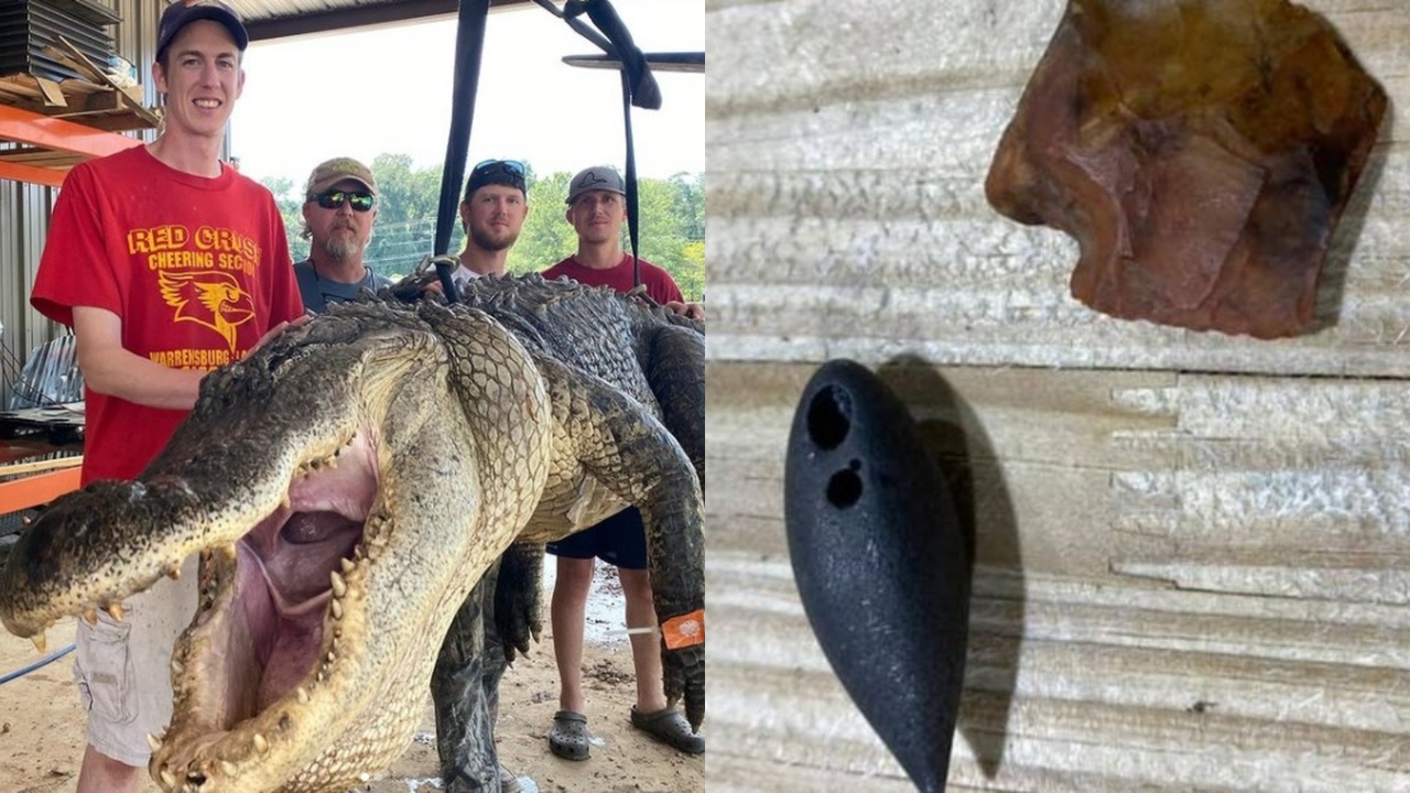 Caçadores encontram objetos de mais de 10 mil anos em estômago de crocodilo