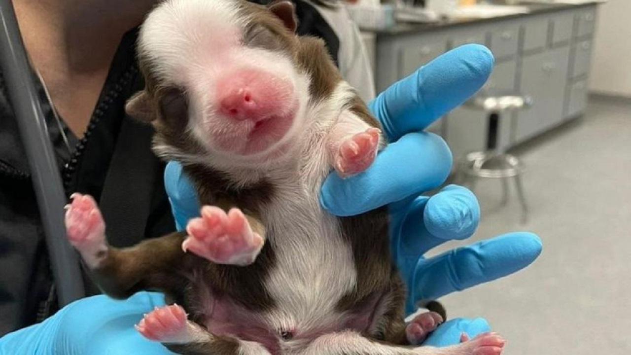 6 patas e duas caudas: Cadelinha nasce com rara condição nos Estados Unidos