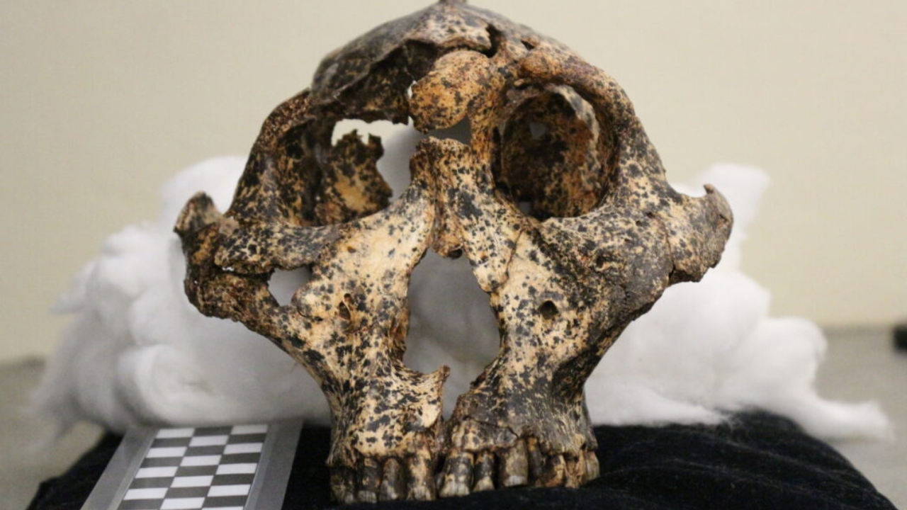 Crânio de 2 milhões de anos revela característica incomum sobre nossos ancestrais distantes