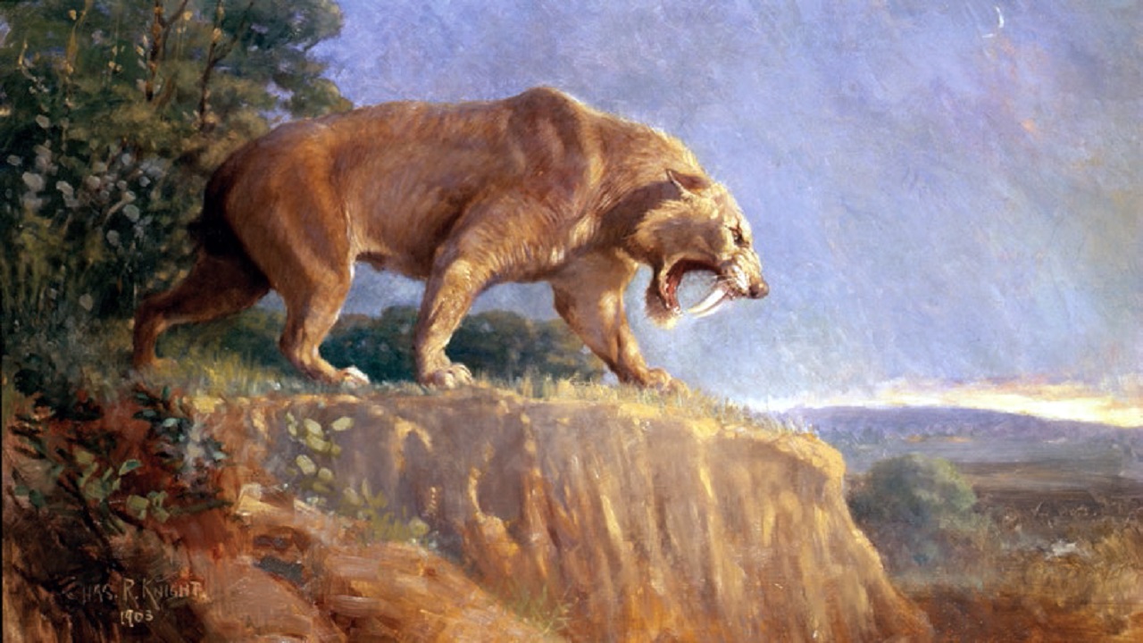 Fóssil de tigre dente-de-sabre é, na verdade, uma nova espécie