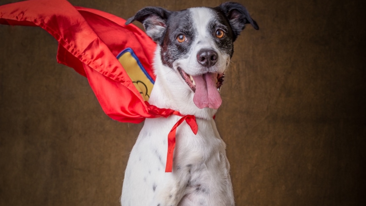 Super Noopy, o cão de duas patas que é exemplo de garra e superação