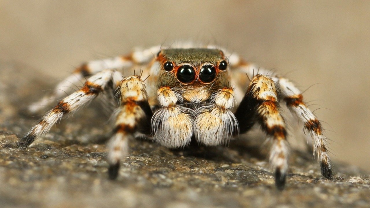 Superioridade de oito patas: Estudo aponta que aranhas levam a melhor em embate contra cobras