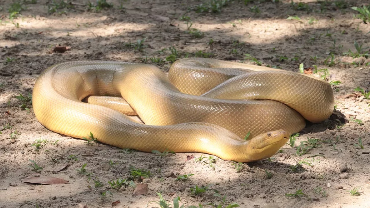 Inédito: Anaconda mutante é encontrada no Pará