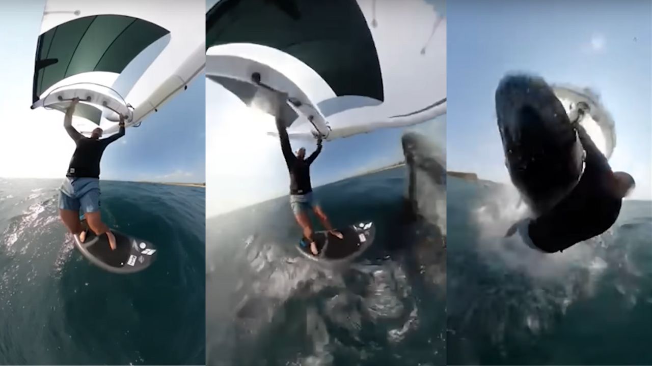 Vídeo registra momento em que surfista é atingido por baleia jubarte