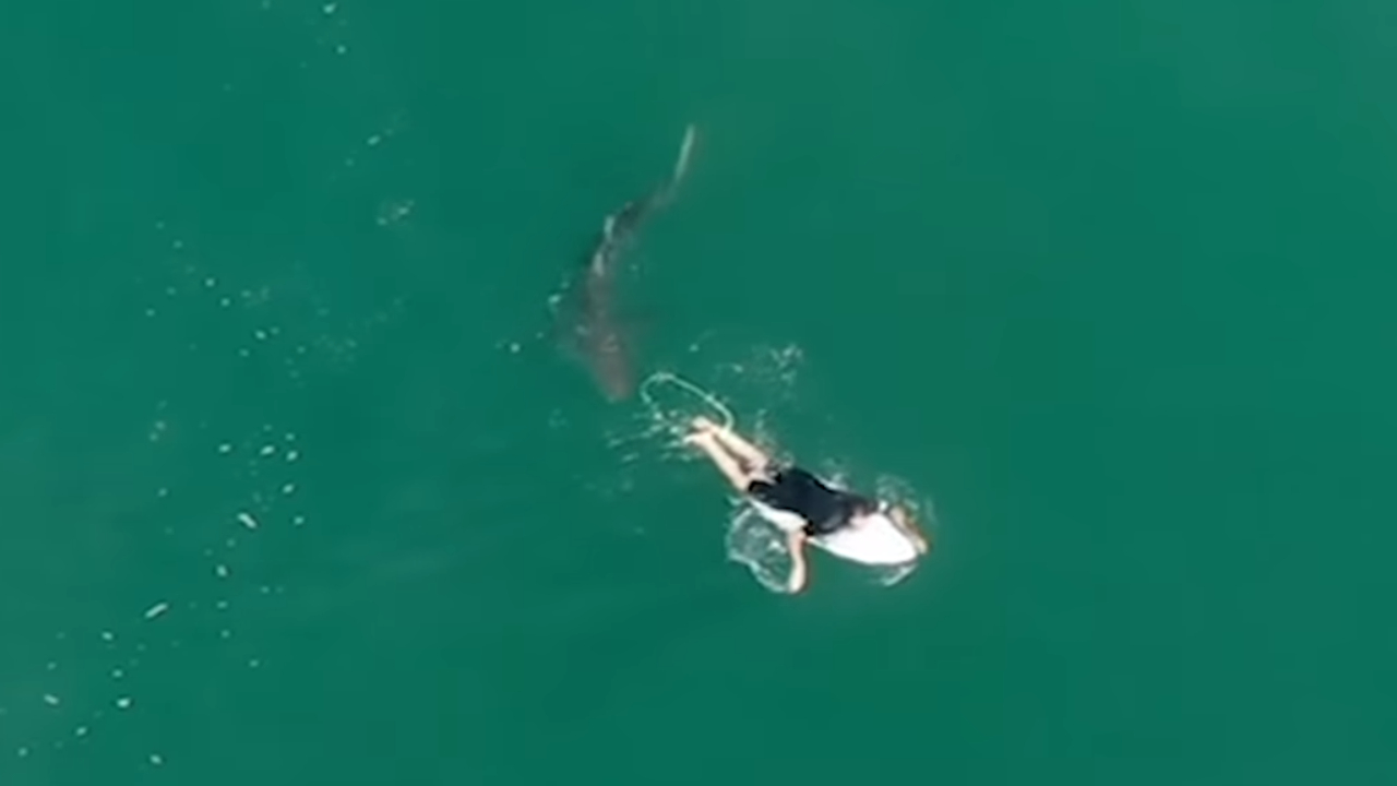 Drone filma tubarão a centímetros de distância de surfista na Austrália