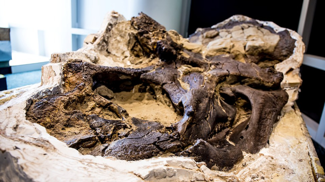 Cientistas revelam o primeiro fóssil completo de um Tiranossauro rex