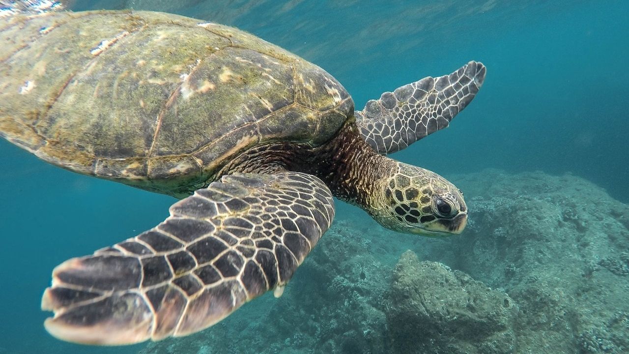 Refeição fatal: Na Tanzânia, sete pessoas morrem após consumir tartaruga venenosa