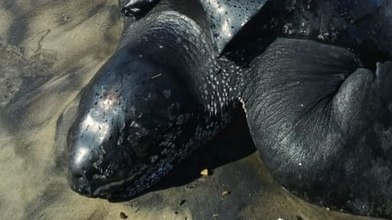 Morre tartaruga rara que ficou encalhada em praia na Bahia