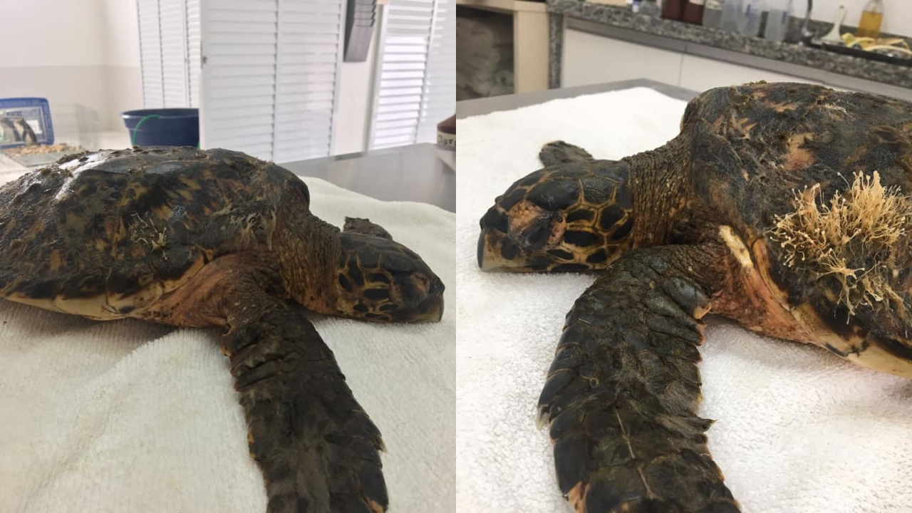 Pela primeira vez, tartaruga-de-pente é encontrada viva em praia catarinense