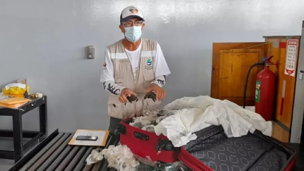 185 tartarugas são encontradas em mala no aeroporto das Ilhas Galápagos