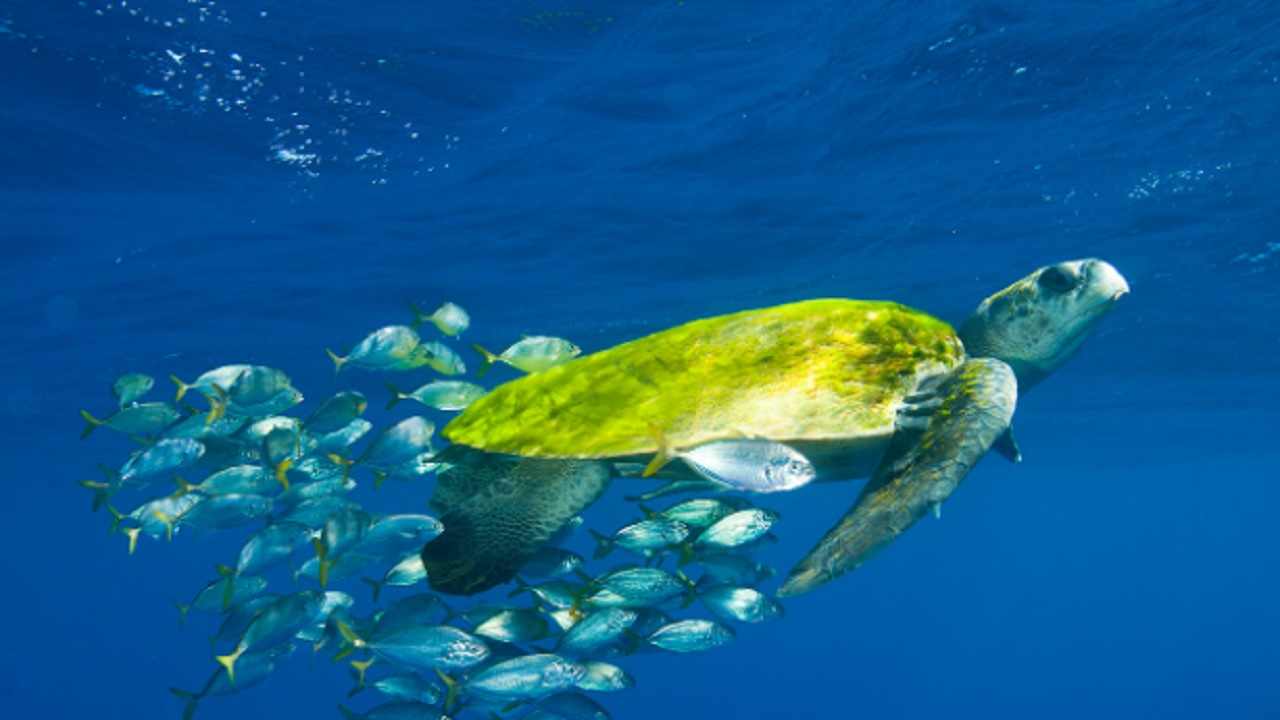 Mais de 300 tartarugas são encontradas mortas no México