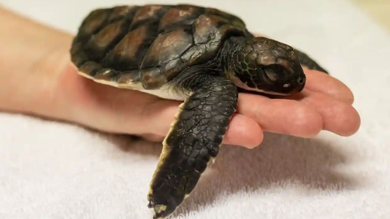 Filhote de tartaruga resgatado defeca plástico por 6 dias na Austrália