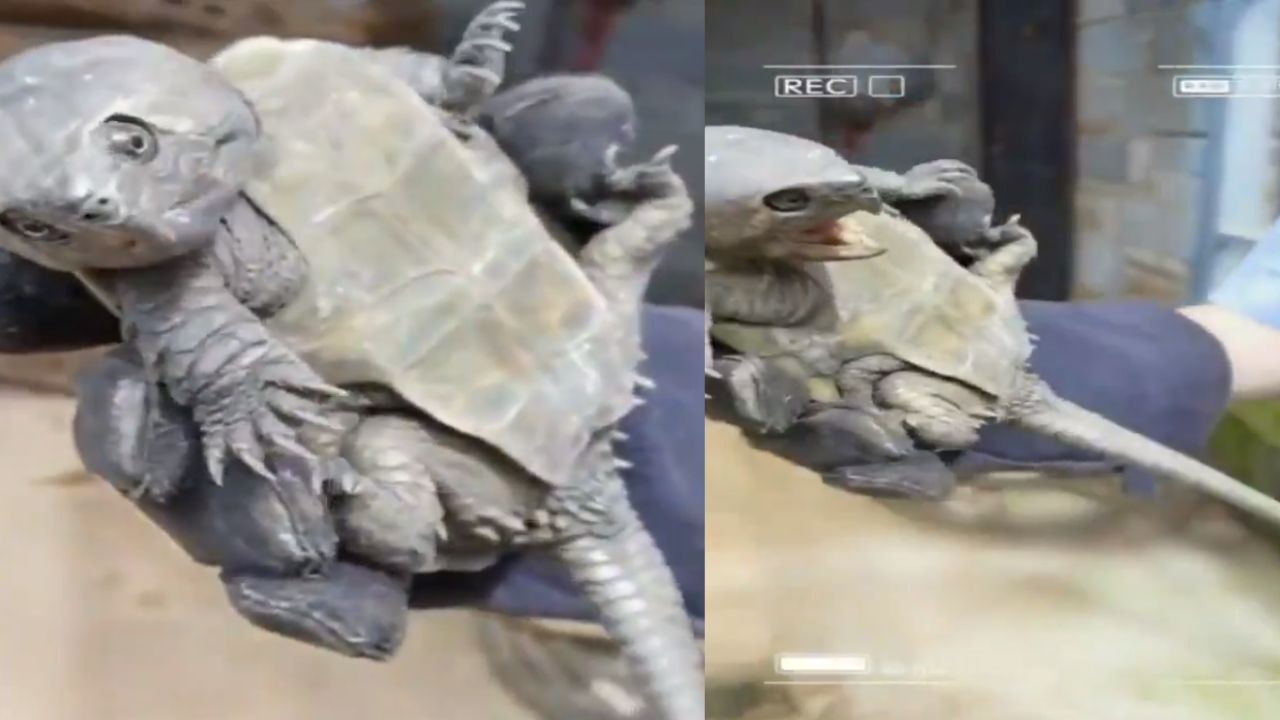Rara tartaruga com ‘cauda de crocodilo’ e ‘bico de águia’ é descoberta viva na China