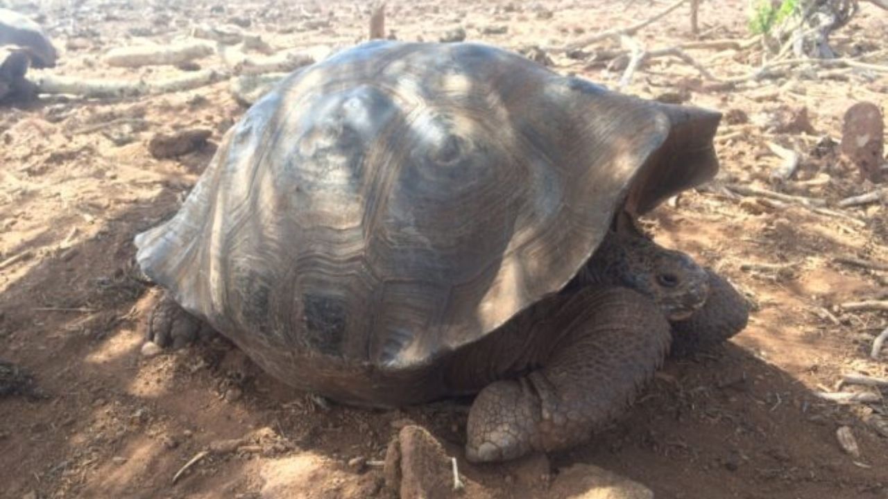 A curiosa nova espécie de tartaruga gigante em Galápagos