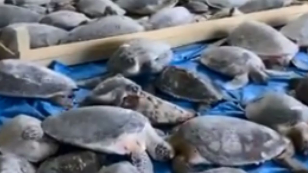 Mais de 4 mil tartarugas com sinais de congelamento são resgatadas no Texas