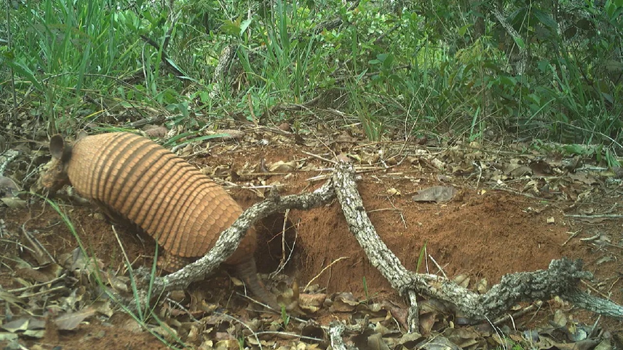 Espécie de tatu ‘enigmático’ e ‘tímido’ é encontrada no Pantanal