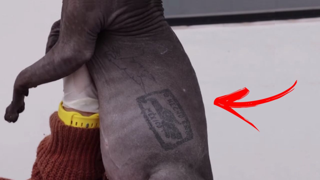 Gato tatuado com sinal de gangue resgatado durante rebelião já tem novo dono