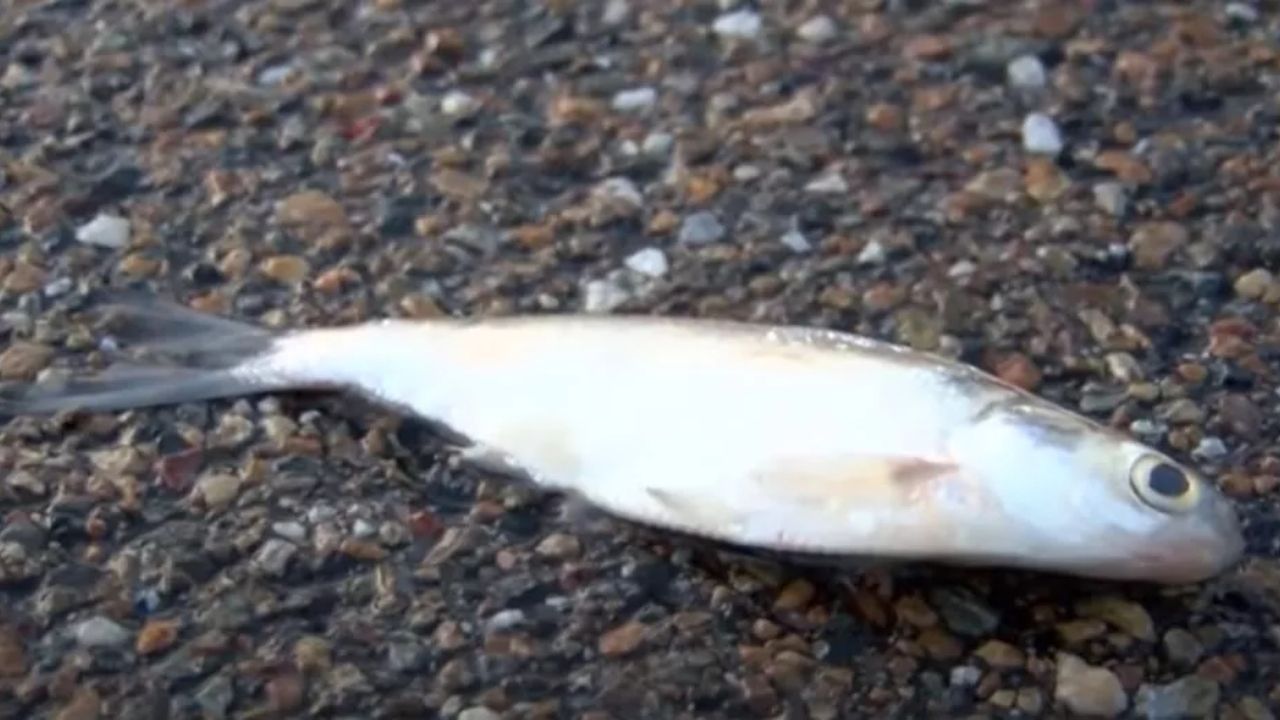 O que explica a ‘chuva’ de peixes nos EUA?