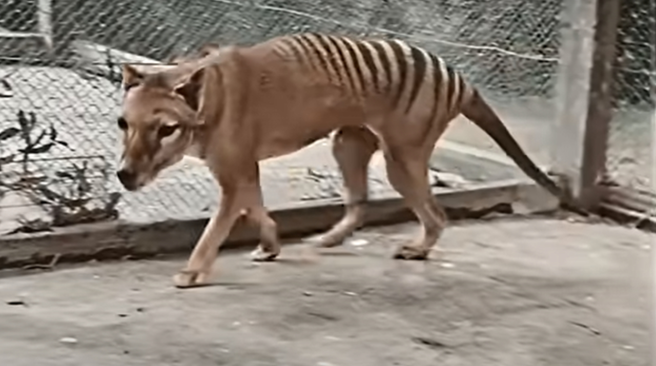 Depois de 85 anos: Restos do último tigre-da-tasmânia são encontrados em gaveta
