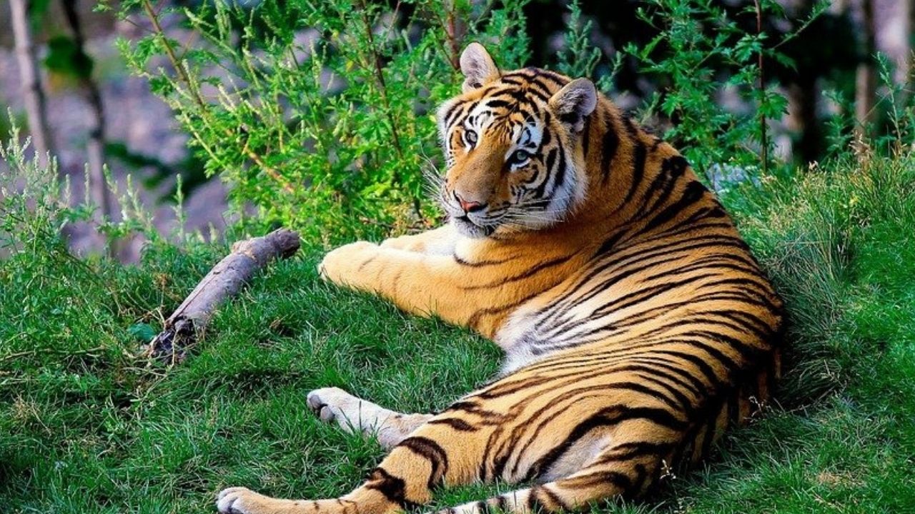 Na China, abrigo é acusado de sacrifício ilegal de tigres ameaçados de extinção