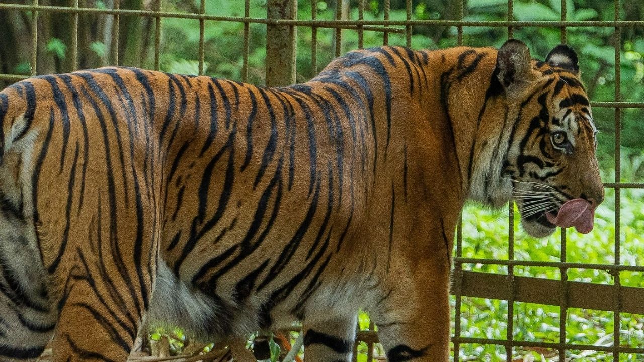 China: Dois tigres são abatidos após atacarem e matarem cuidador em zoológico