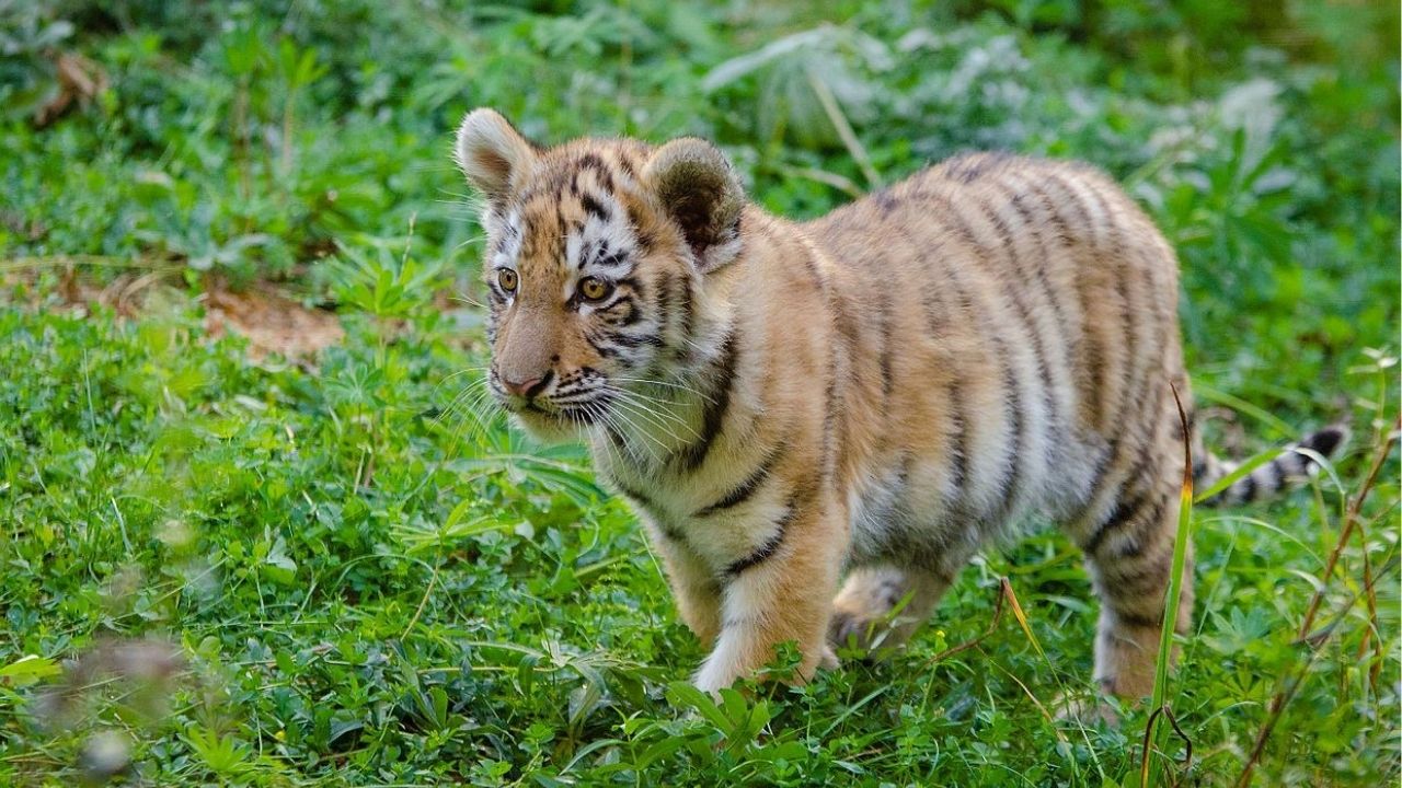 Casal que pagou R$ 39 mil em gato descobre que comprou tigre filhote