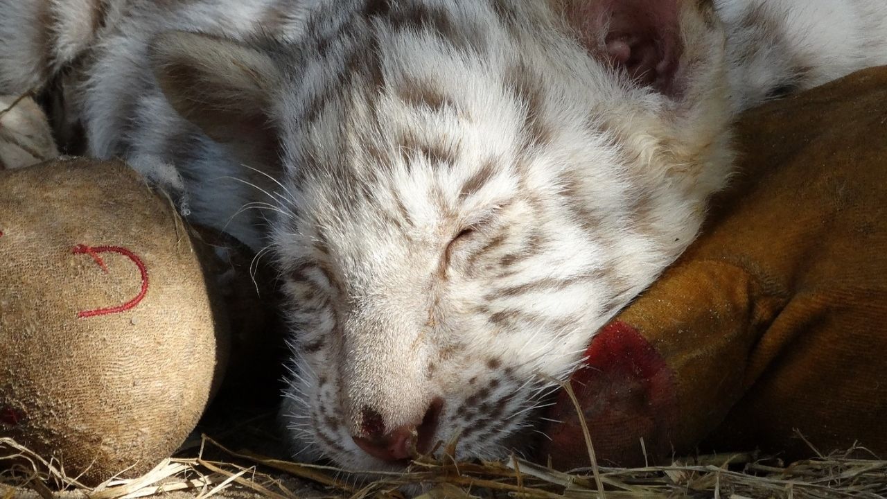 Rara tigresa branca nasce em zoológico na Nicarágua