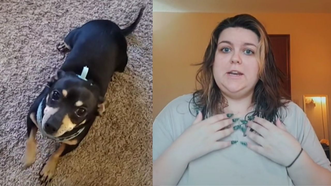 Casal descobre que cão só entende espanhol