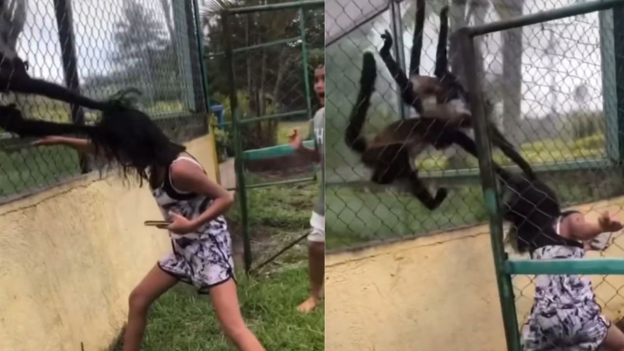Macaco-aranha agarra cabelo de menina em vídeo viral do Tiktok