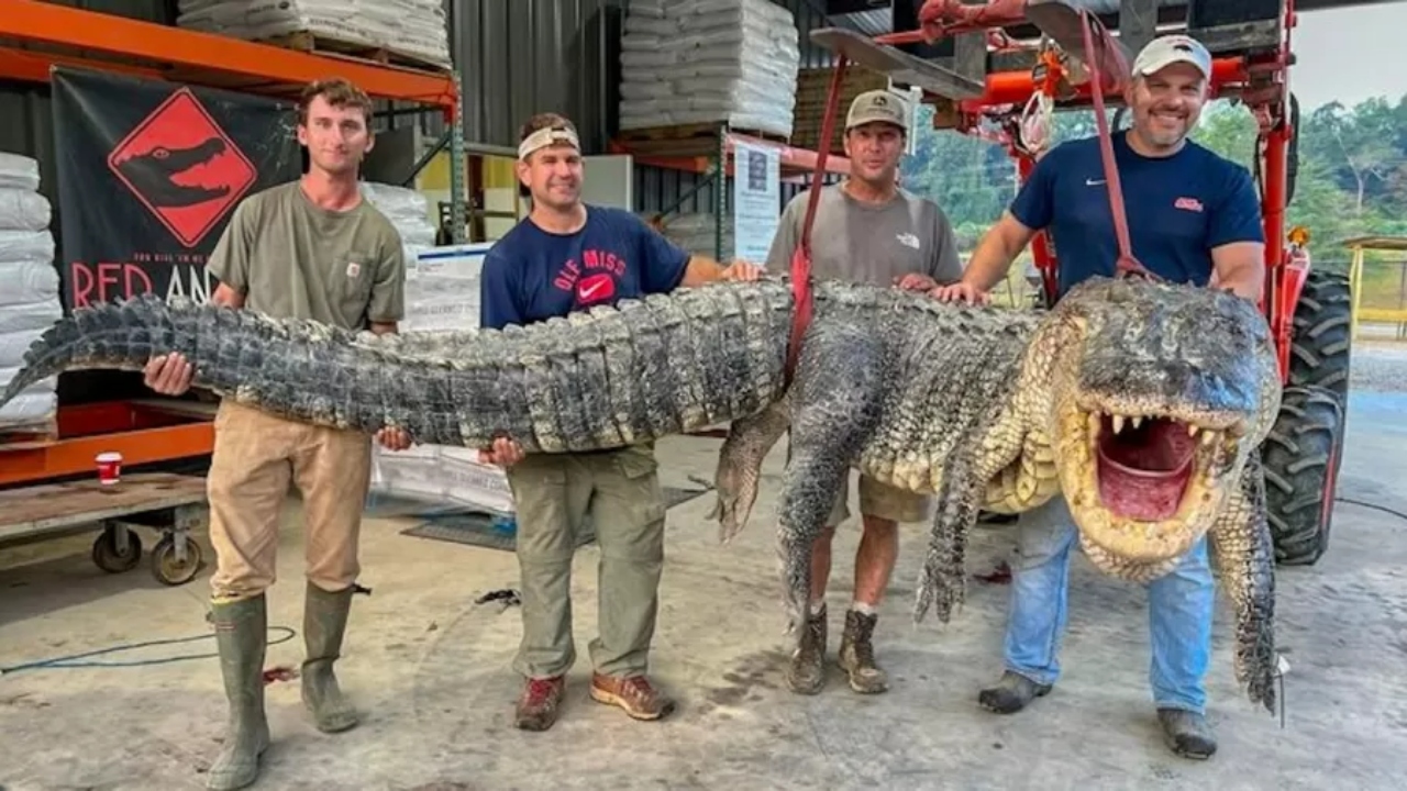 Após ‘batalha’ de 7 horas, homens capturam jacaré de 300 kg e 4,2 metros nos EUA
