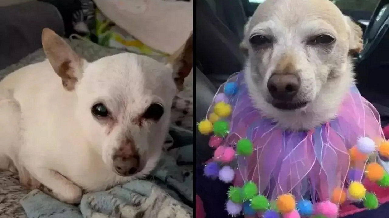 Conheça TobyKeith, o cão vivo mais velho do mundo