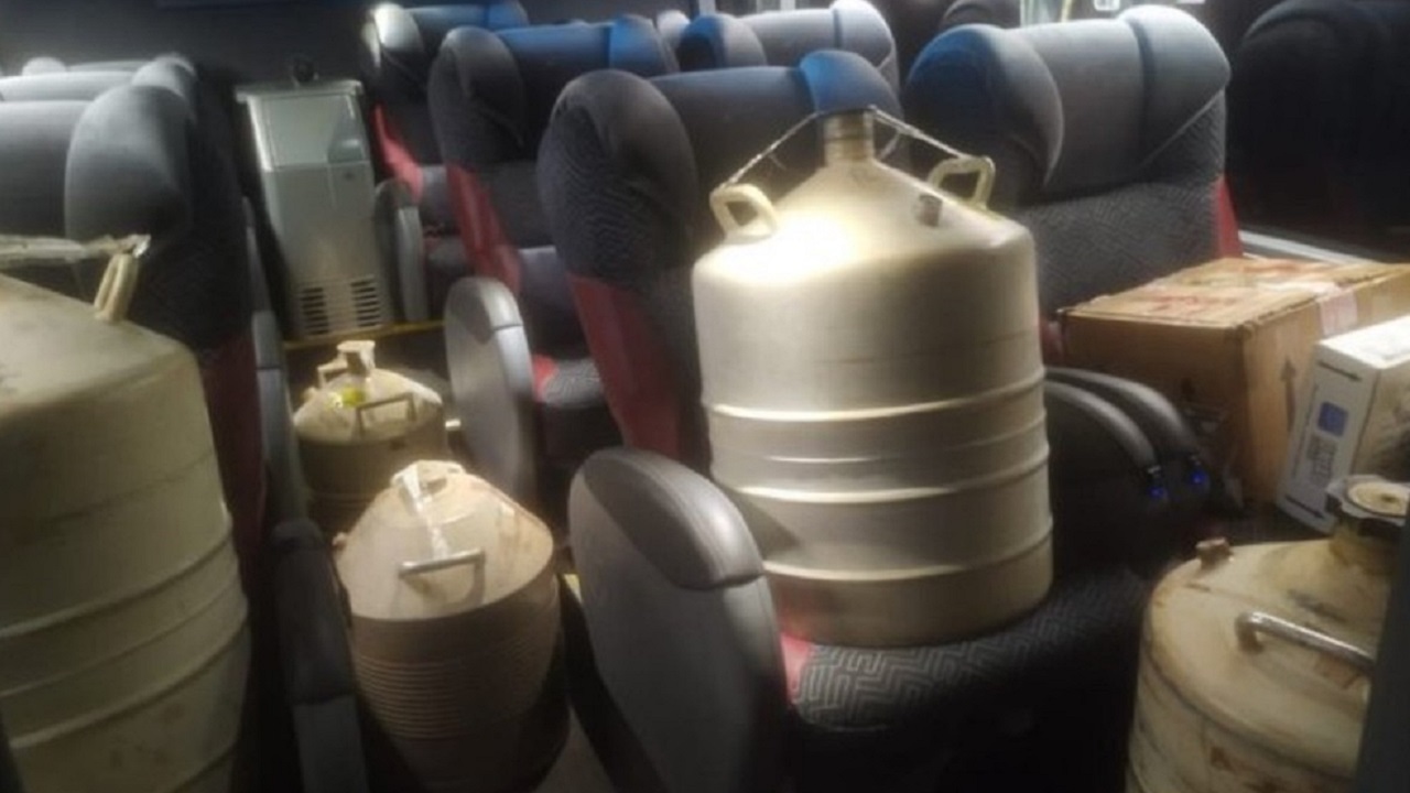 Passageira se revolta após ser ‘obrigada’ a ceder lugar em ônibus para tonel com sêmen de boi