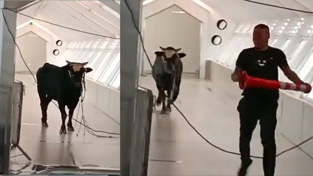 Vídeo mostra touro em fuga invadindo banco em Israel