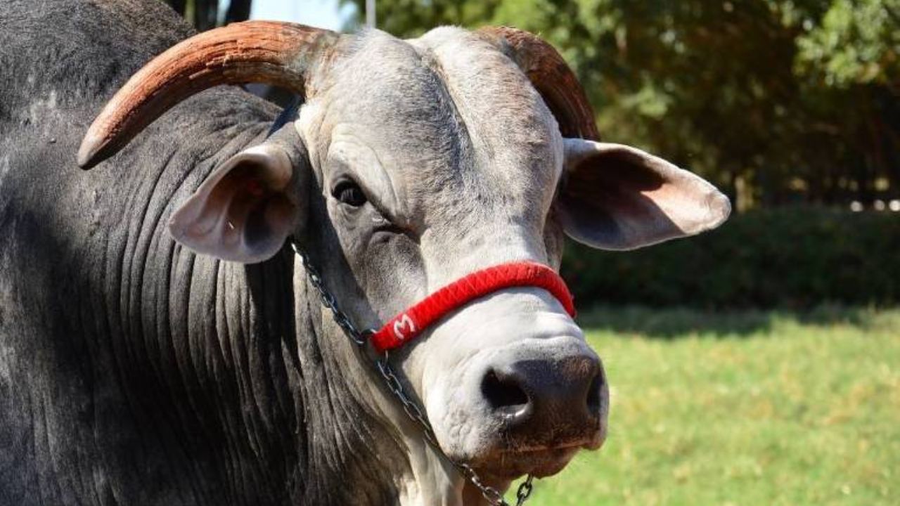 340 mil filhos e 542 mil doses de sêmen: Touro destaque se aposenta