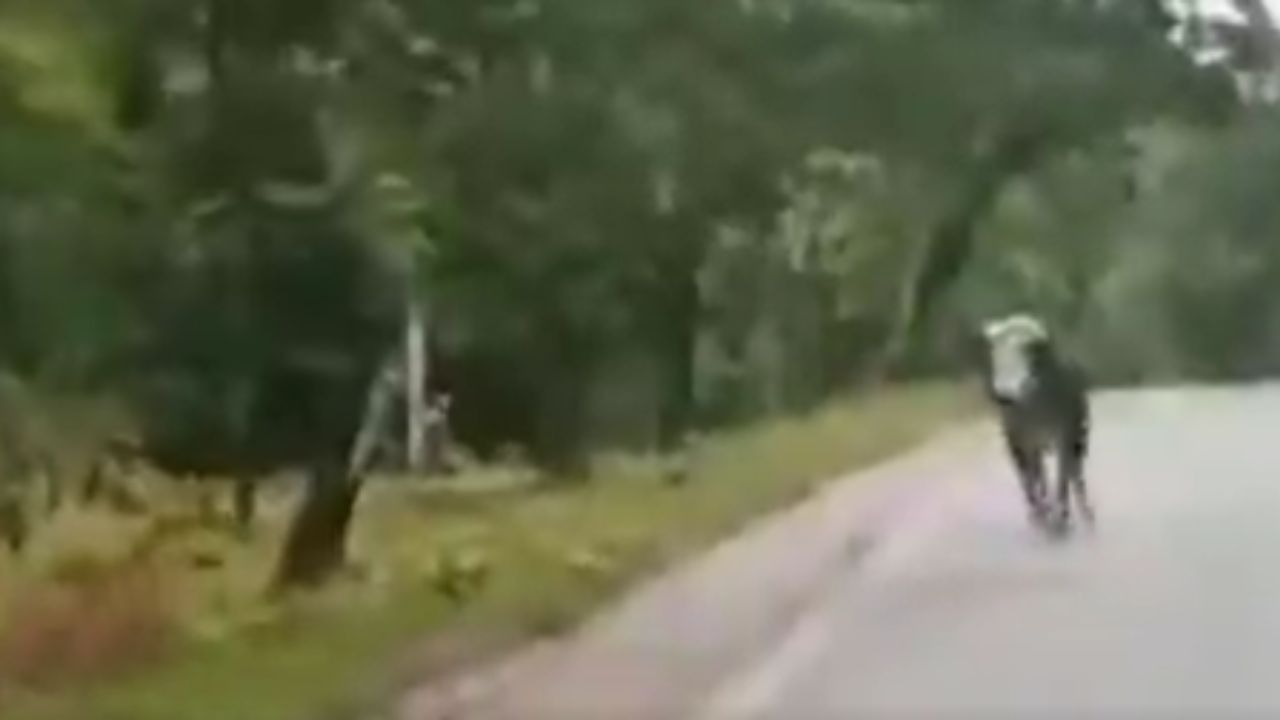 Touro não se assusta e corre atrás de tigre, seu predador natural, na Índia