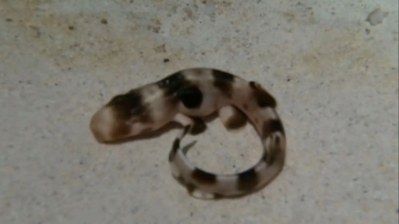 Milagre? Tubarão fêmea que não teve contato com macho dá à luz em zoológico dos EUA