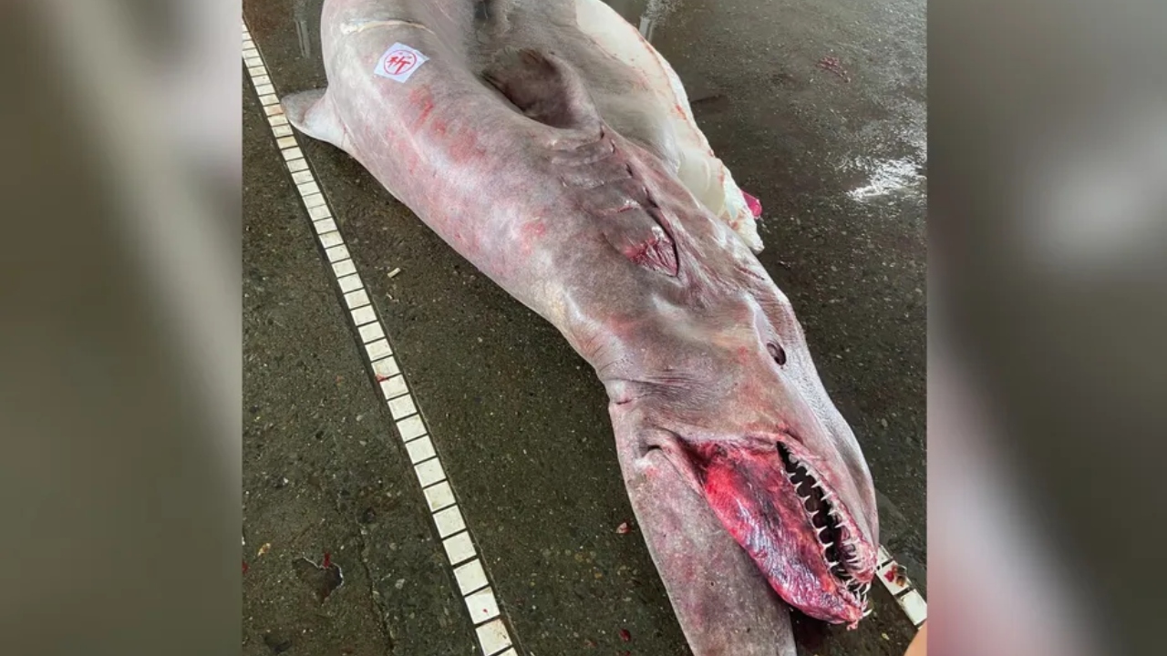 Tubarão-duende rara é pescada em Taiwan e pescadores descobrem que ela carregava 6 filhotes