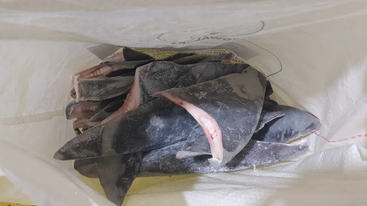 Mais de 20 toneladas de barbatanas de tubarão são apreendidas pelo Ibama