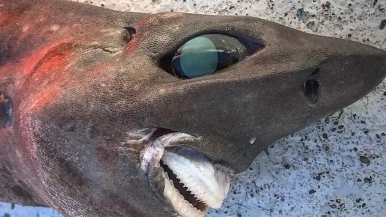 Pescador pega tubarão com sorriso “quase humano”, na Austrália