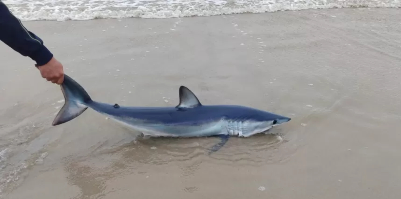 Tubarão mais rápido do mundo encalha em praia de SP