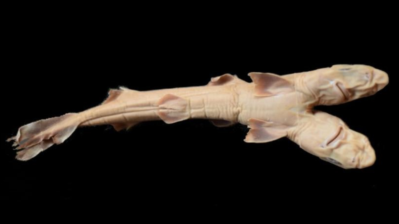 Pescadores encontram misterioso tubarão de duas cabeças