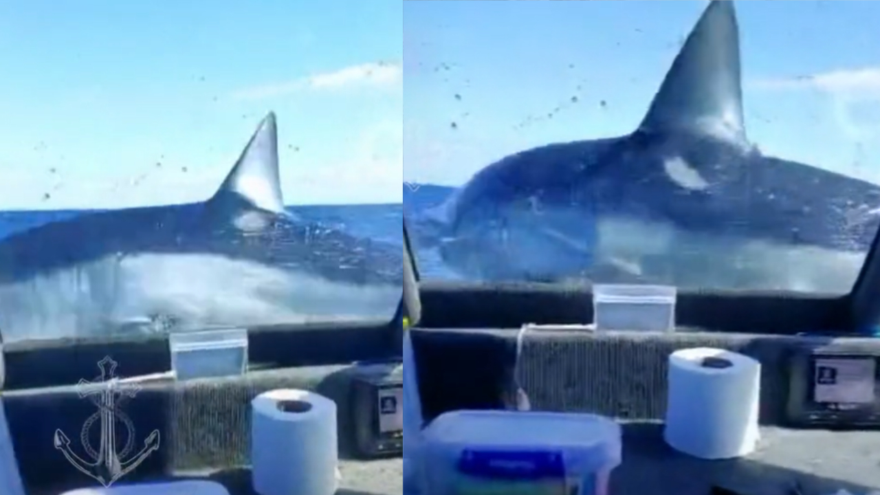 Passageiros se assustam com tubarão que saltou para dentro de barco: ‘Foi louco’